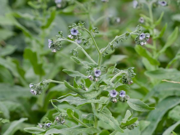 <h3><a href="/trips/kreta/biota/plantae/tracheophyta/magnoliopsida/boraginales/boraginaceae/cynoglossum creticum/cynoglossum creticum-nl.html">Cynoglossum&nbsp;creticum</a> / Blue&nbsp;hound's&nbsp;tongue / Kretenzische&nbsp;hondstong</h3>OM-1 Mark II met OLYMPUS M.150-400mm F4.5, 1/320 sec  bij F5.6, ISO 2000, afstand 5.09&nbsp;m